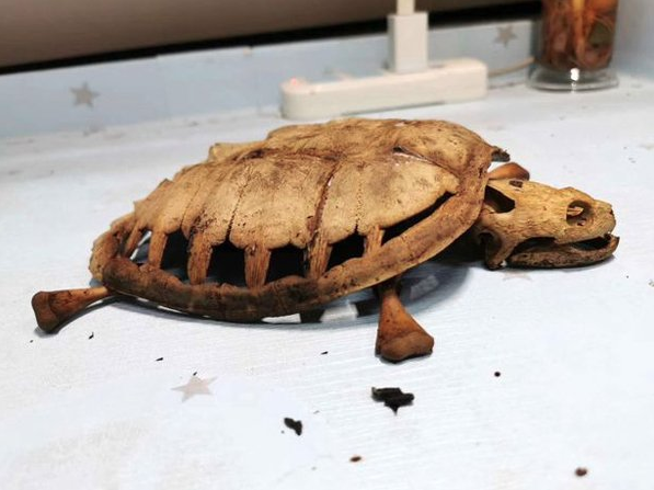 一名就讀武漢大學的林姓學生，睽違8個月後回到學校宿舍，卻發現養在宿舍的寵物龜已成了骨骸。（翻攝自中國報）