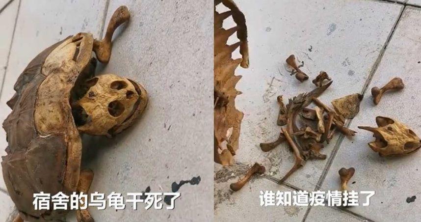 林姓學生返回宿舍發現寵物龜只剩骨骸,難過表示「誰能料到疫情爆發有8個月的時間無法回學校。」(翻攝自青年時報微博)