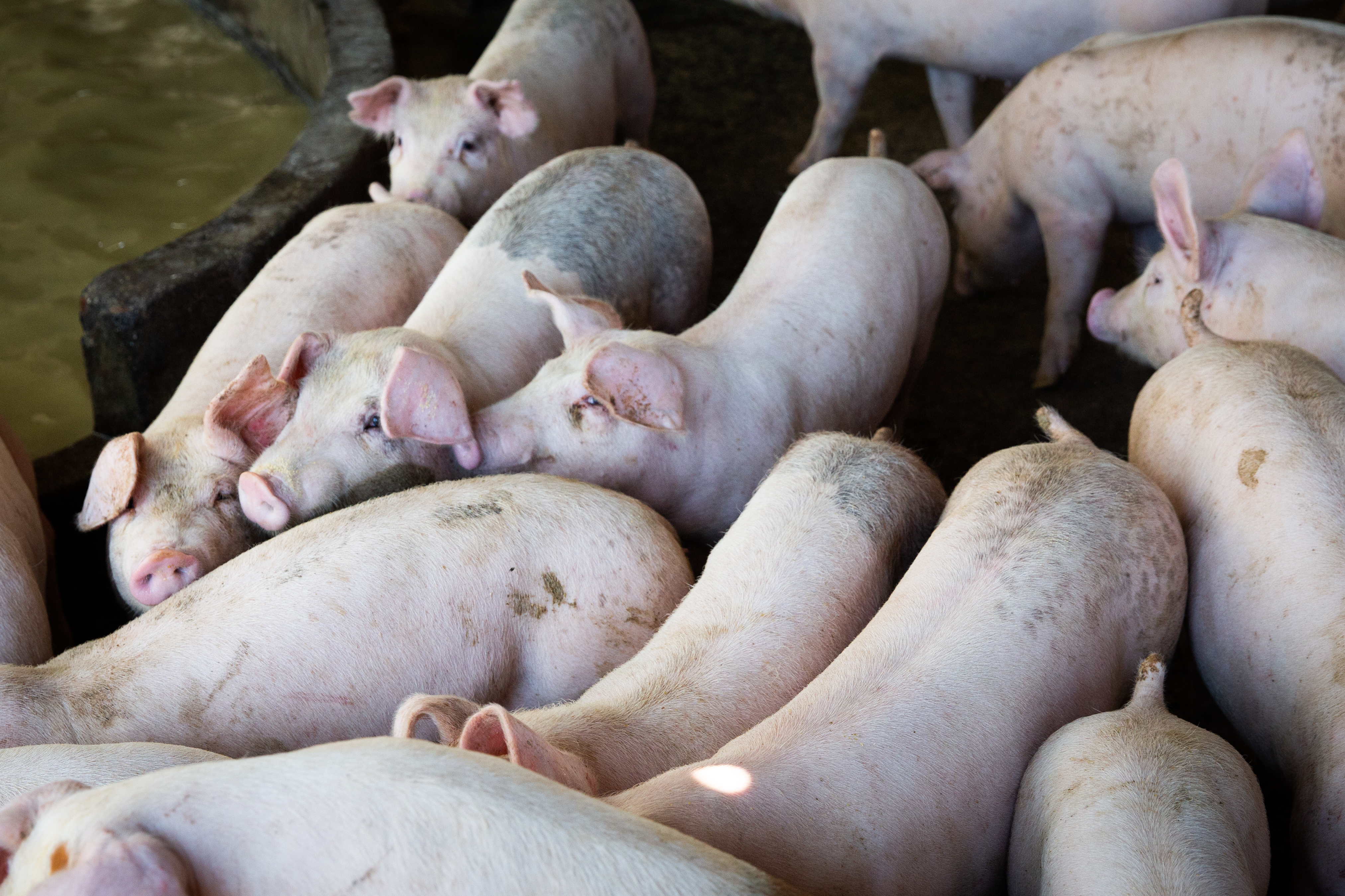 明年將開放美豬及美牛進口來台，引發國內對俗稱「瘦肉精」的萊克多巴胺於人體危害上的論戰，圖為台灣養豬場示意圖。（本刊資料照）