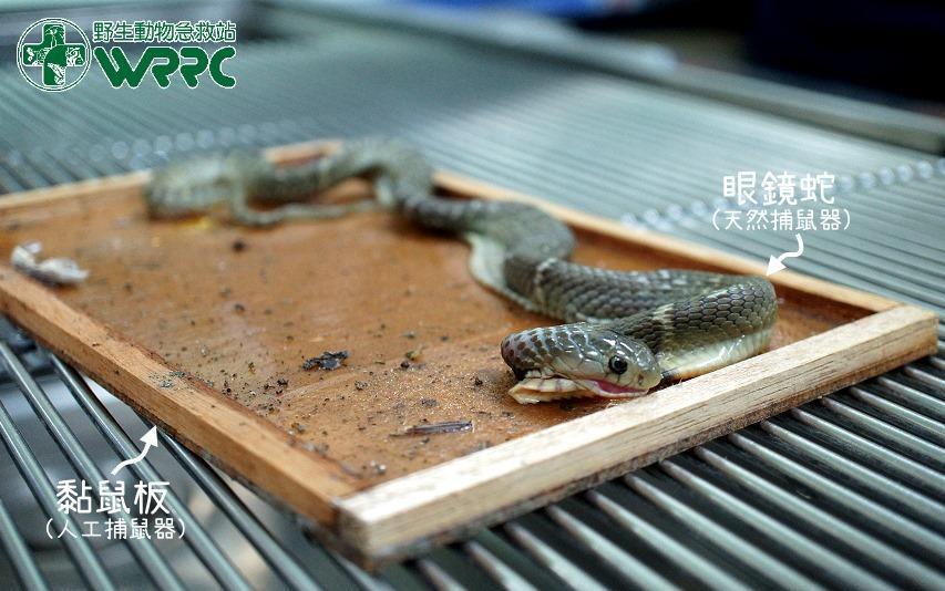 眼鏡蛇跟小強一起被黏在蟑螂屋,民眾急忙送到野生動物急救站去急救。(圖截自《野生動物急救站》臉書)