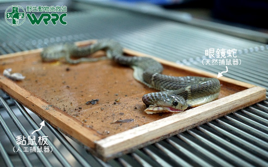 眼鏡蛇跟小強一起被黏在蟑螂屋，民眾急忙送到野生動物急救站去急救。（圖截自《野生動物急救站》臉書）