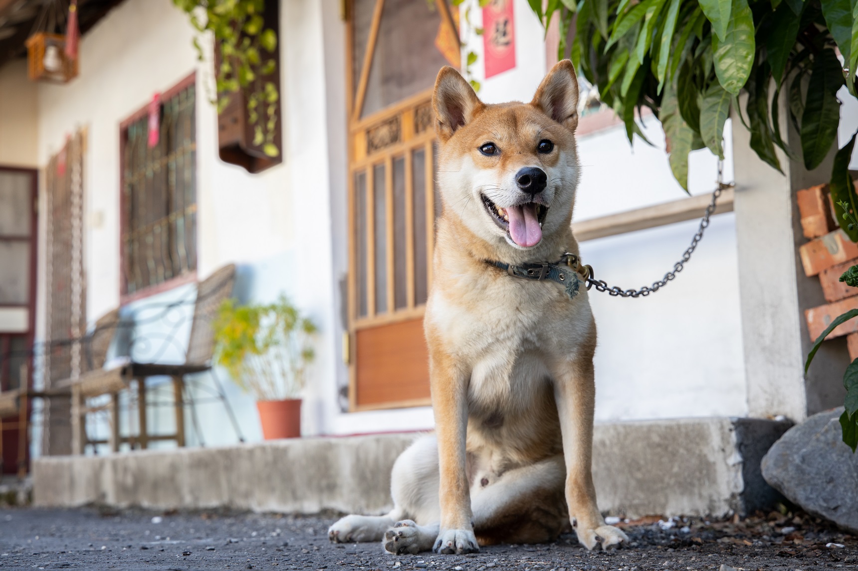 「屾植人心」的可愛店狗，是主人從獸醫院收養回來。