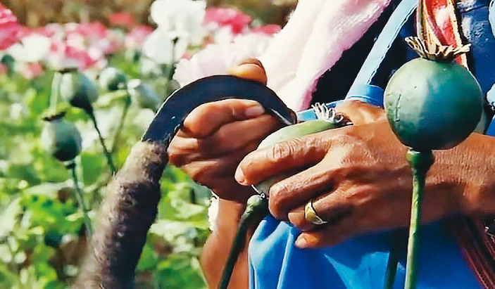 金三角種植大規模罌粟花，面積竟比高雄市還大，當地反叛軍還採契作方式保證收入，讓毒品源源不絕流向全球各地。（翻攝電影《門徒》官方劇照）