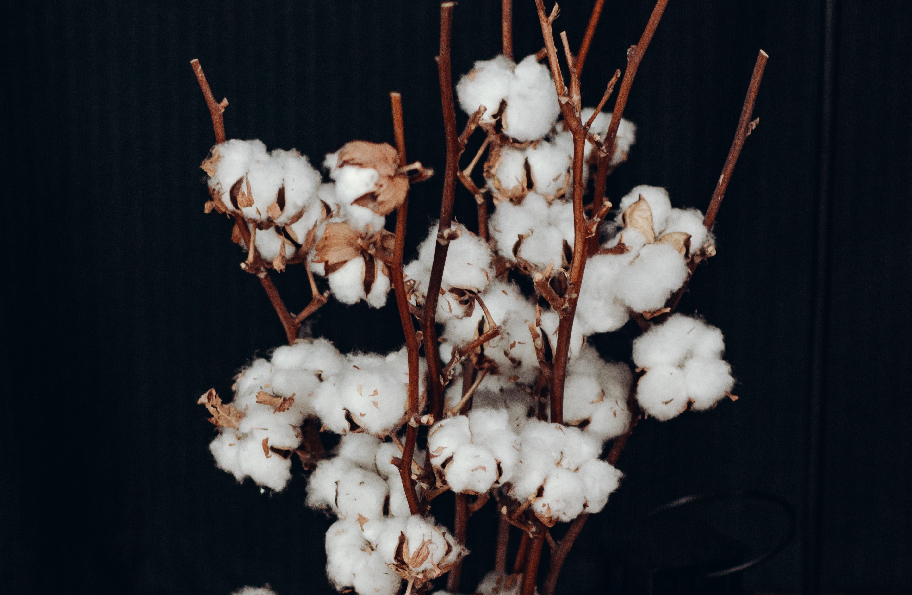 美國近日宣布針對來自中國新疆的產品實施禁令，其中包括美髮製品、棉花、紡織品、番茄以及電腦零件等。（取自Pexels）