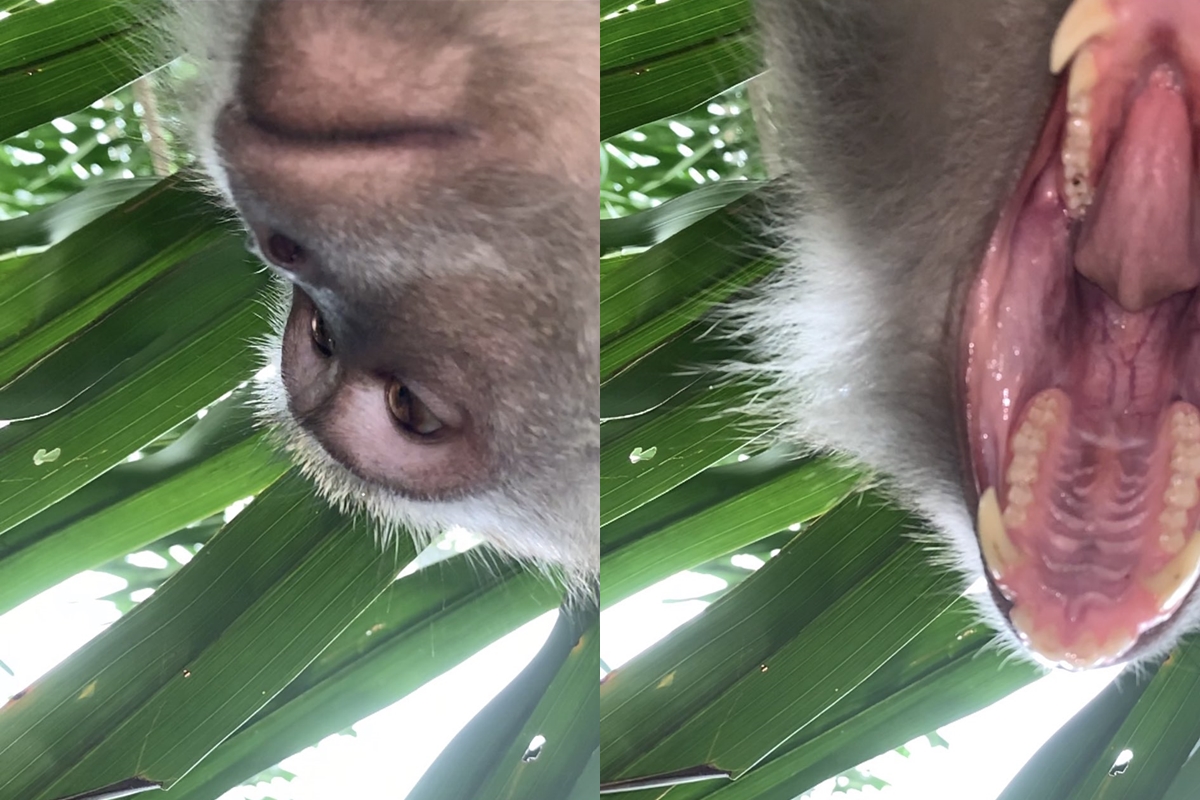 猴子拿走手機後意外啟動前鏡頭。(翻攝自Twitter/Zackrydz)