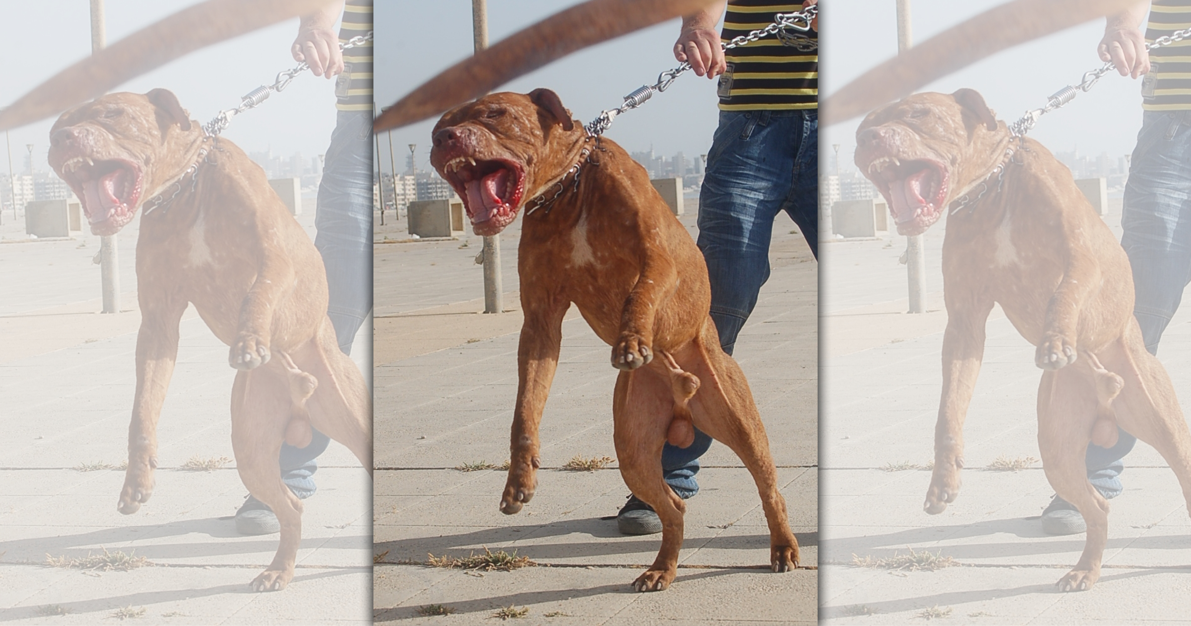 比特犬長期以來被培育用於鬥犬行為，為國際間最被普遍立法規範管制之具危險性之犬種。（翻攝自網路）