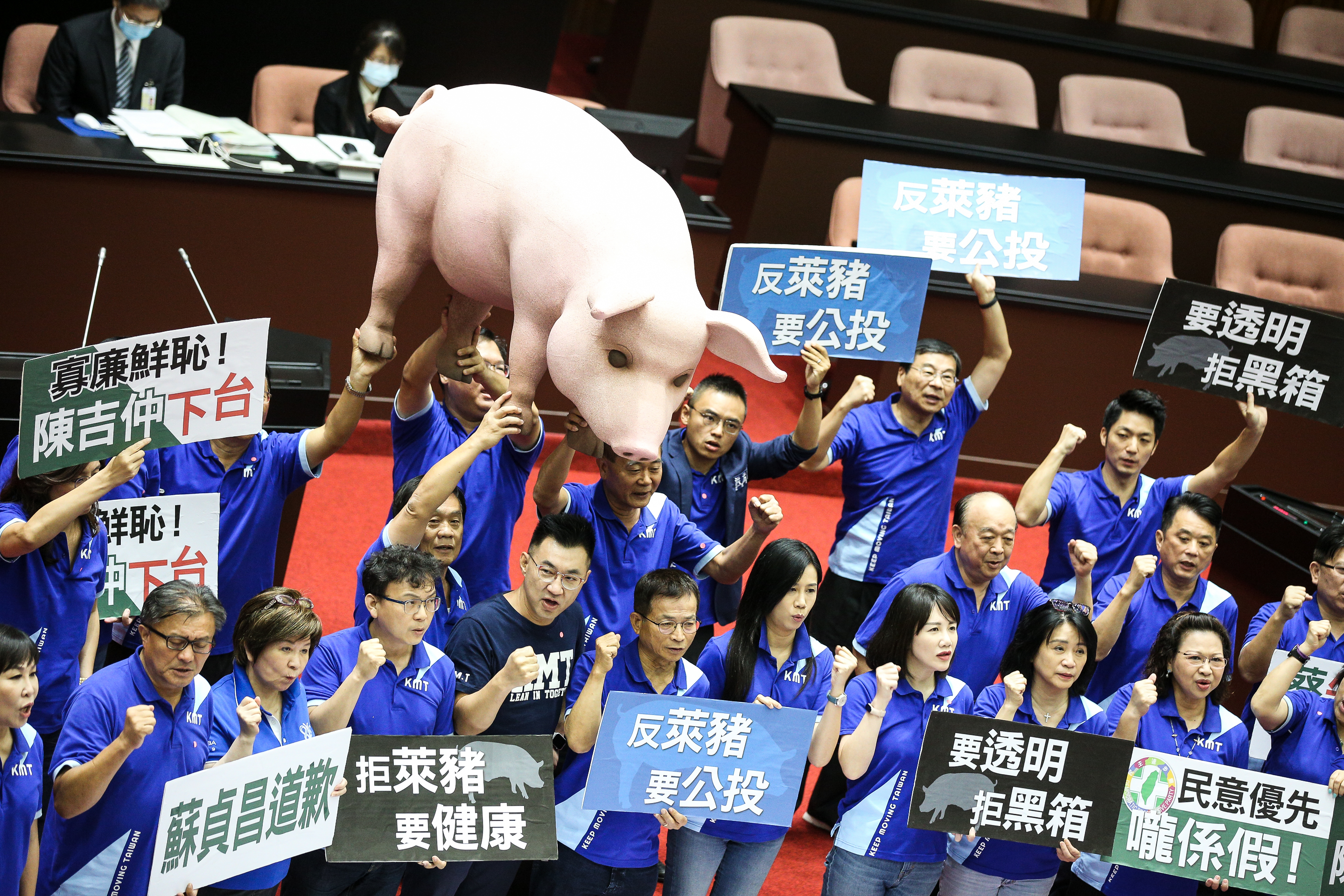 國民黨團抬出自製的「台灣豬」公仔模型等道具抗議美牛美豬進口。