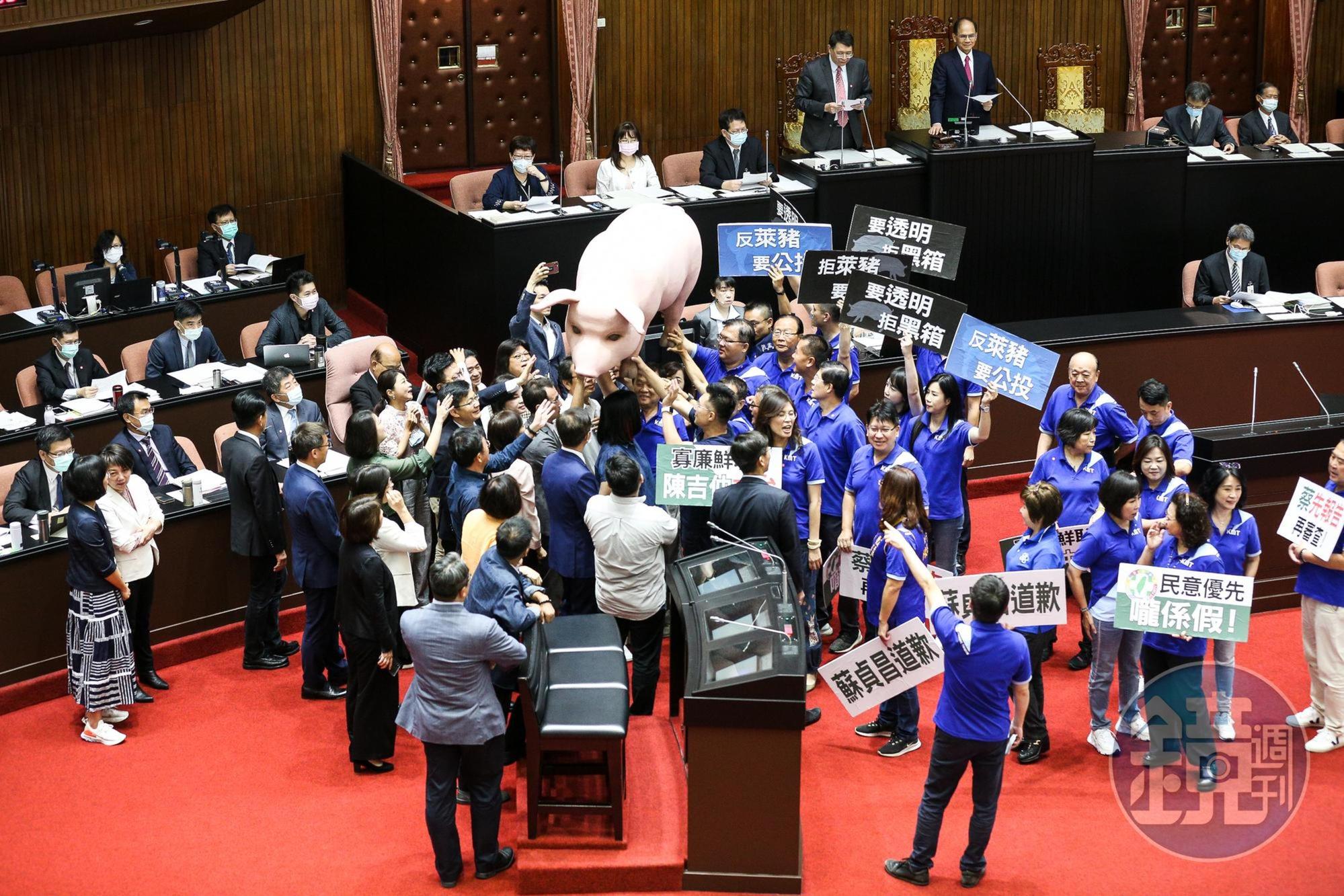 國民黨昨夜宿議會，今一早抬著自製的台灣豬公仔、美豬玩偶、抗議手板等道具進場。