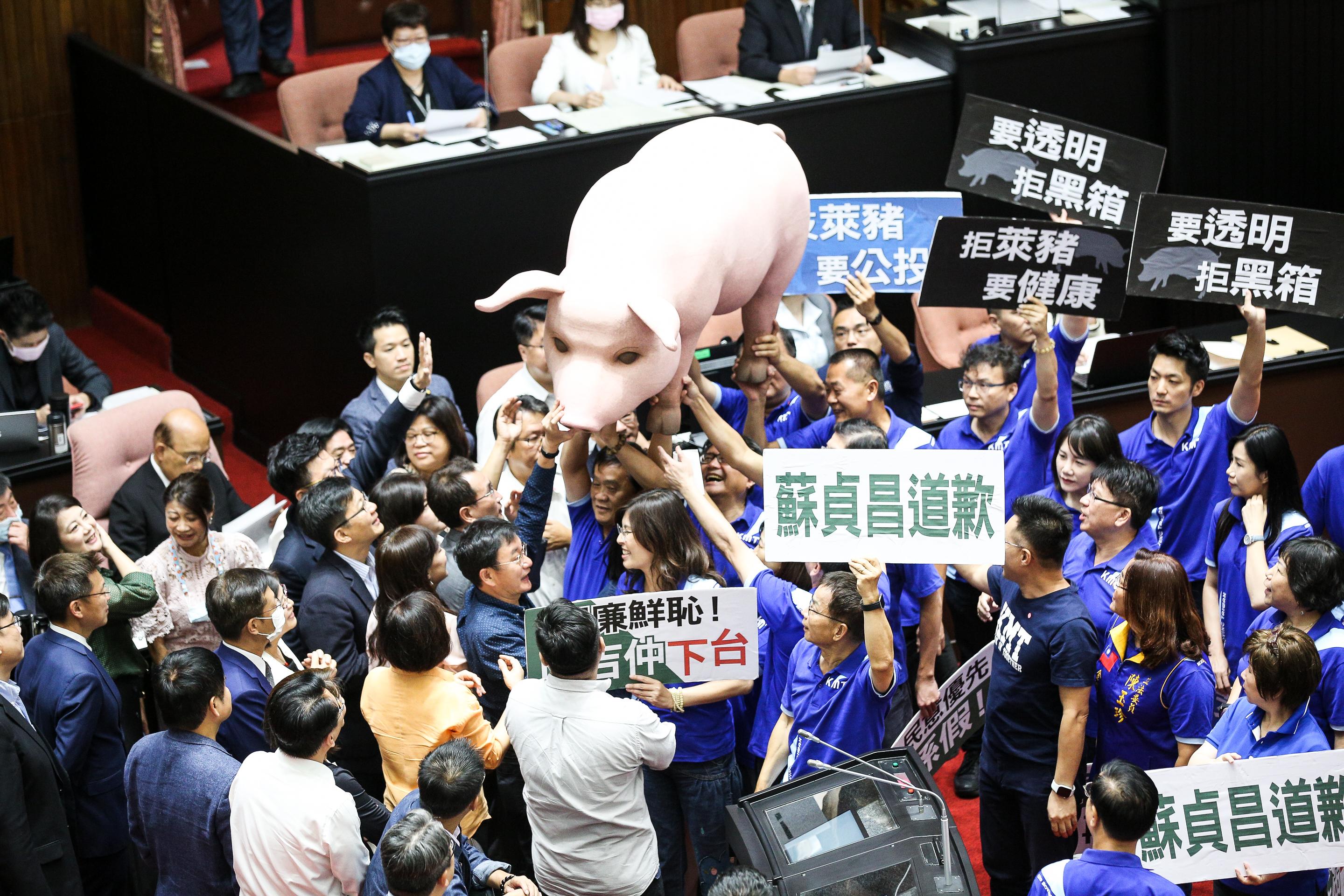 國民黨團新會期將主打美豬爭議，開議前還抬入一隻豬模型表示抗議，時力則呼籲別再假杯葛真放水。