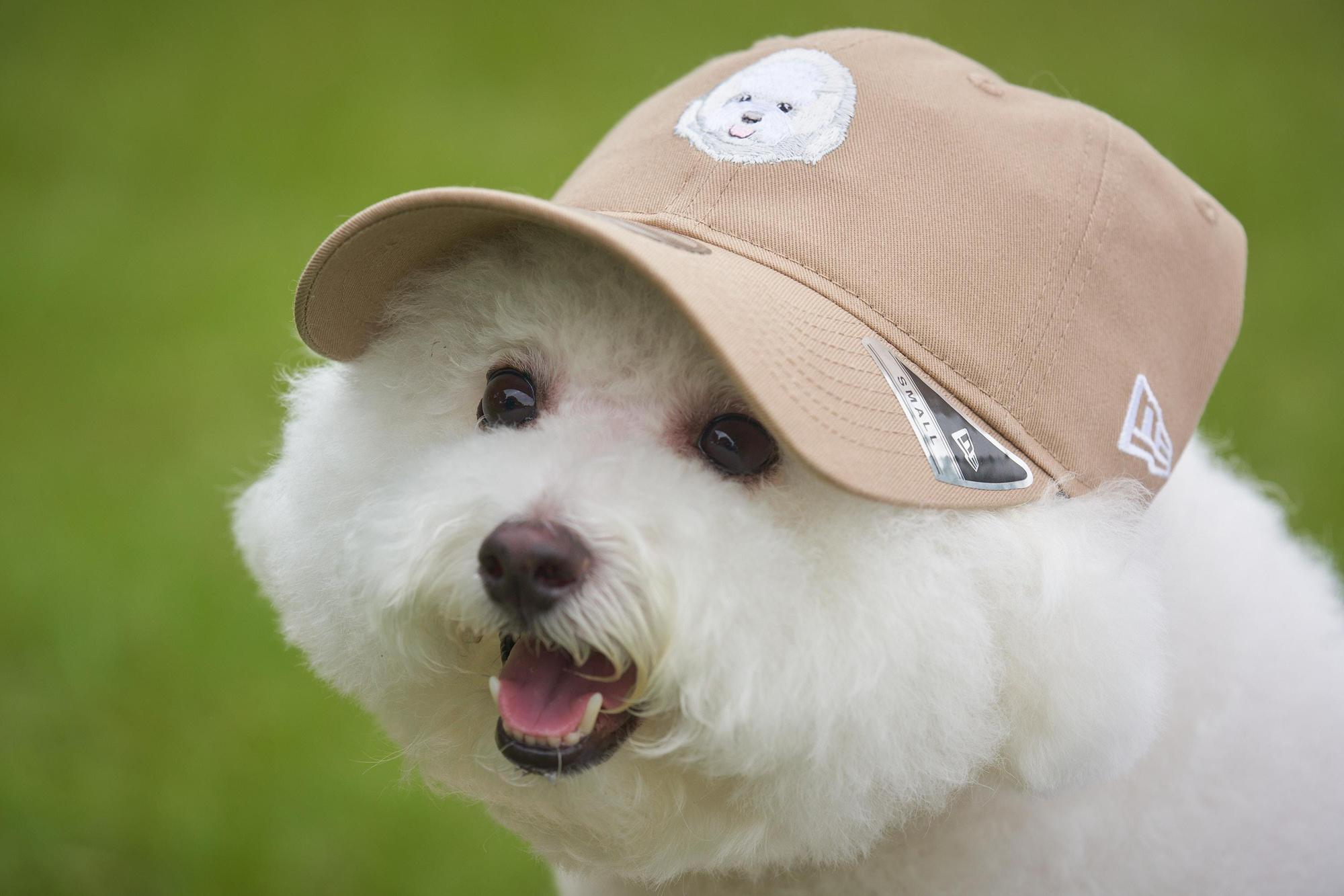 New Era推出汪大頭系列帽款。比熊犬帽款NT$1,380(New Era提供)