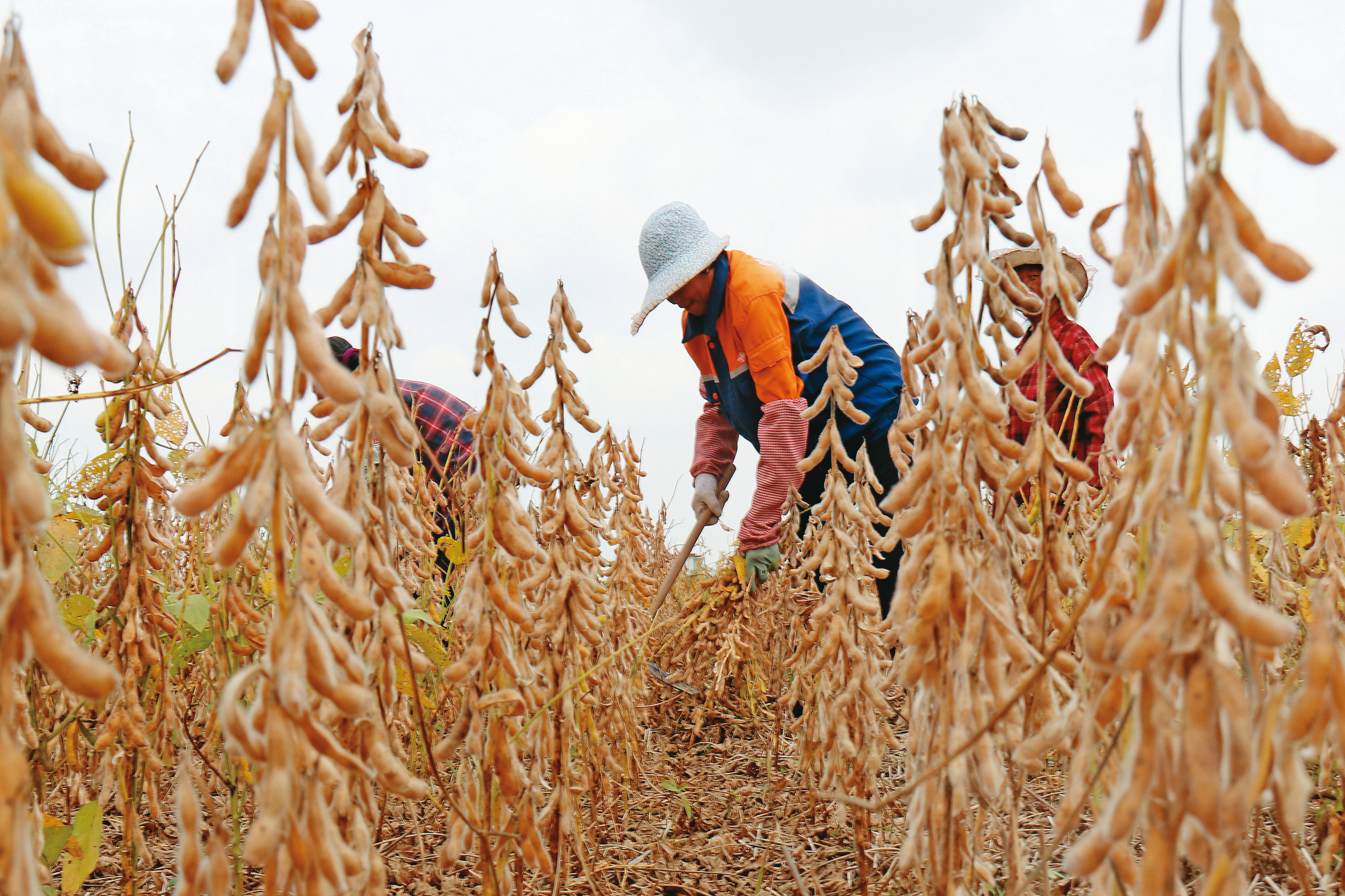 近期黃豆期貨價格創下近2年新高，可能影響到農產品相關企業股價。（東方IC）