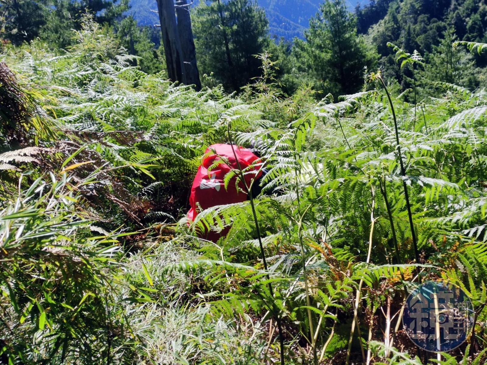 茂密的森林及箭竹林,是考驗個人的認路經驗,新手要跟緊前方的隊友。