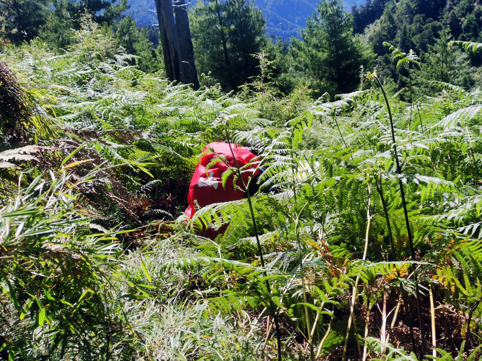茂密的森林及箭竹林，是考驗個人的認路經驗，新手要跟緊前方的隊友。