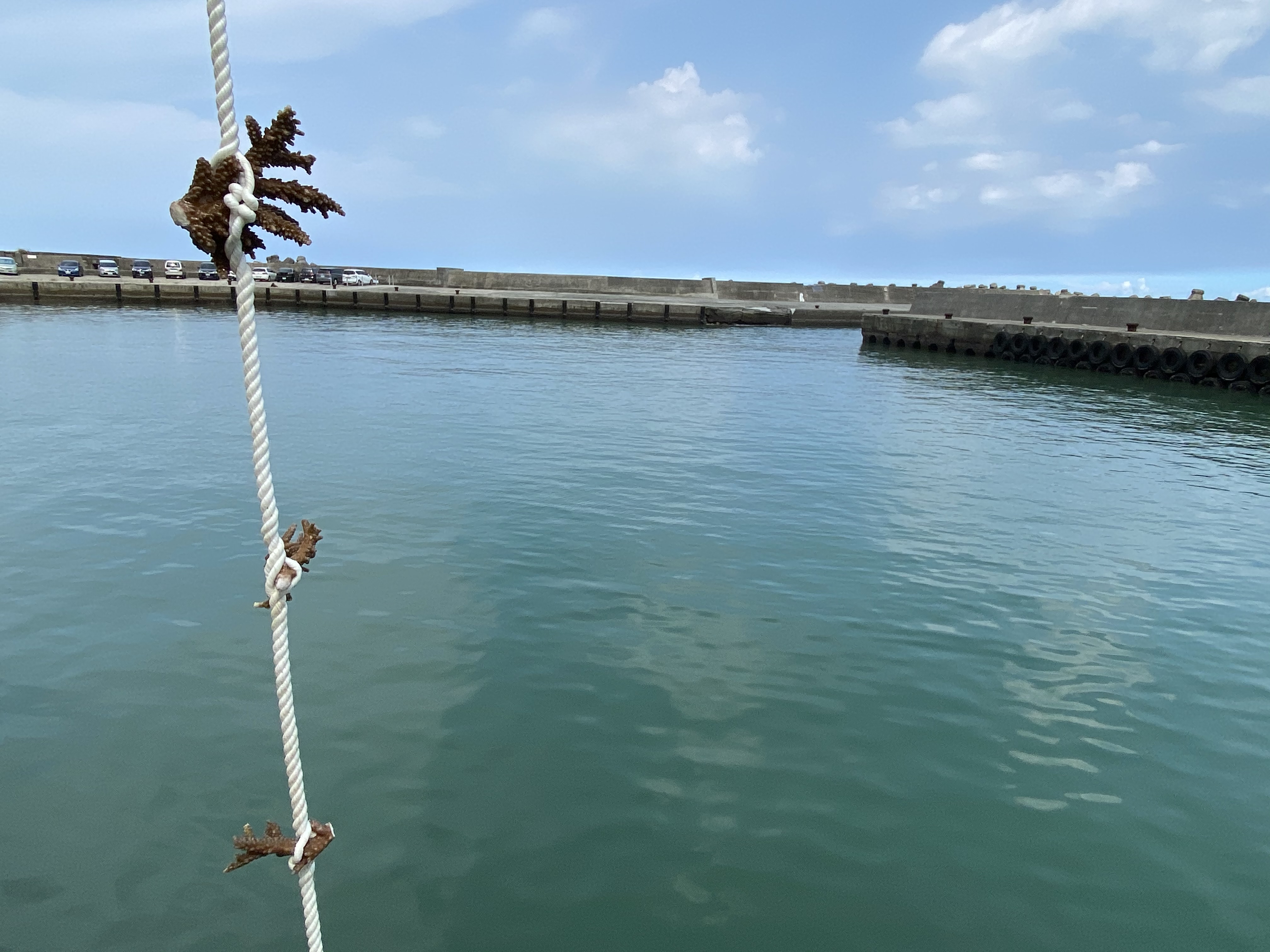 原本住在九孔池的珊瑚，要來到港灣內了。