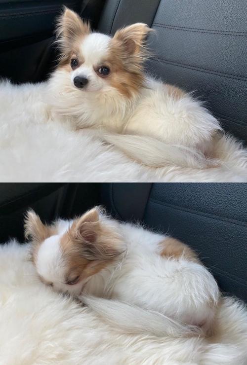 子瑜的愛犬酷吉於昨日去世。(翻攝TWICE IG)
