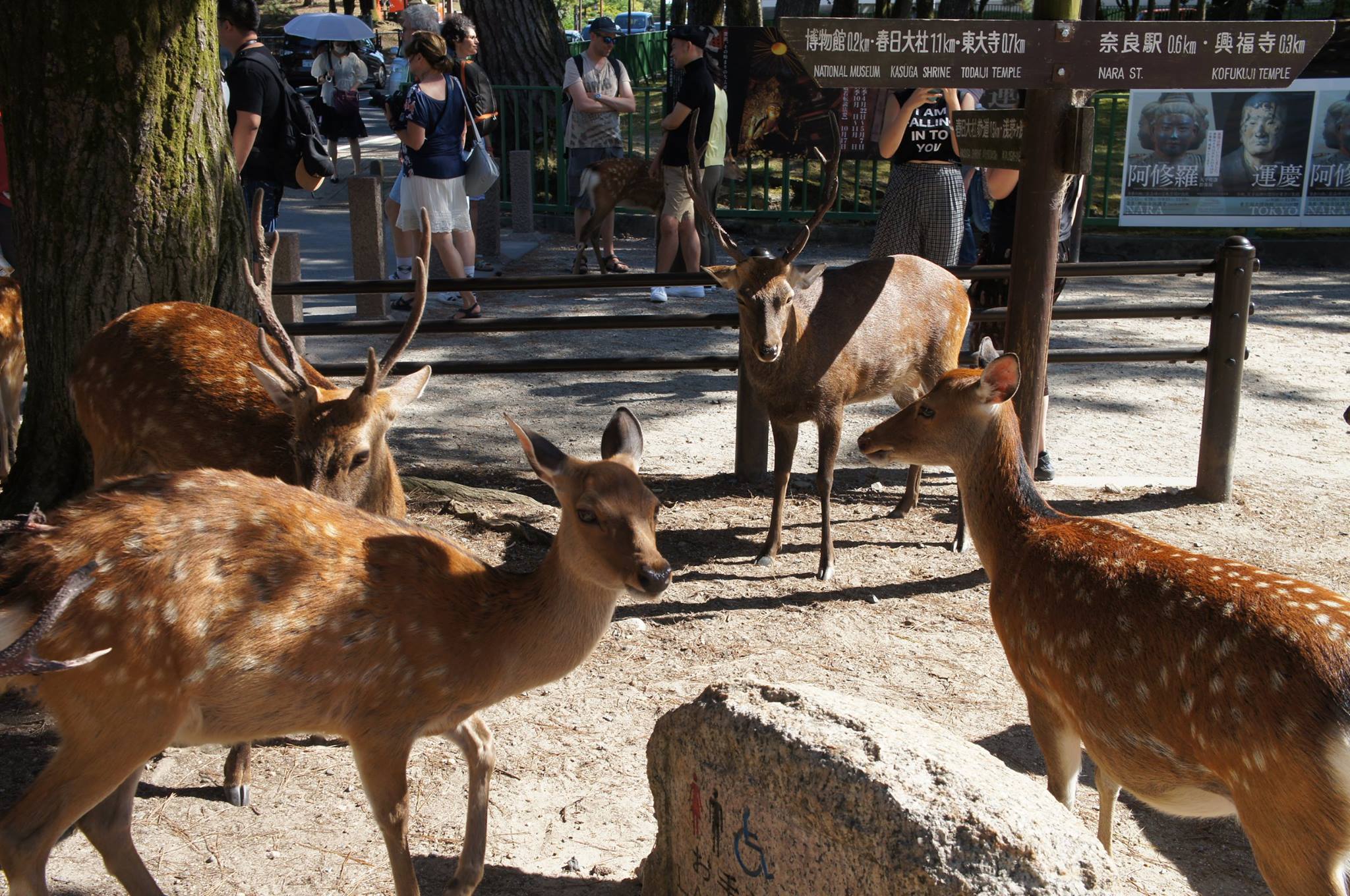 待在園區部分鹿群缺乏食物來源，出現骨瘦如柴的狀況。（本刊資料照）