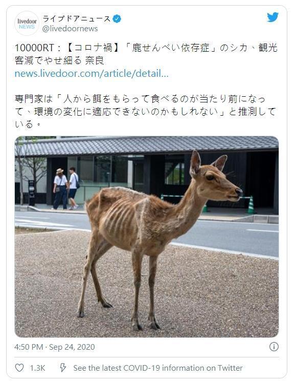 平均每天能吃上60片鹿仙貝,如今主食缺乏,只能到處找草吃。(翻攝自@livedoornews 推特)