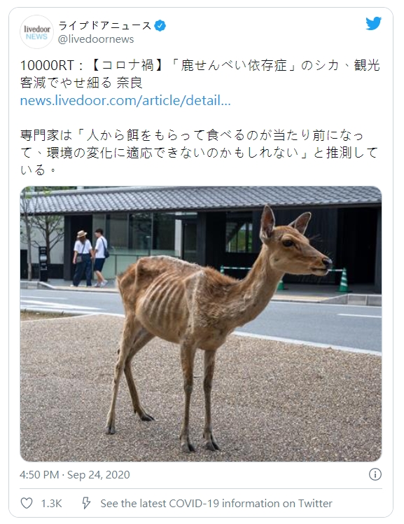 平均每天能吃上60片鹿仙貝，如今主食缺乏，只能到處找草吃。（翻攝自@livedoornews 推特）
