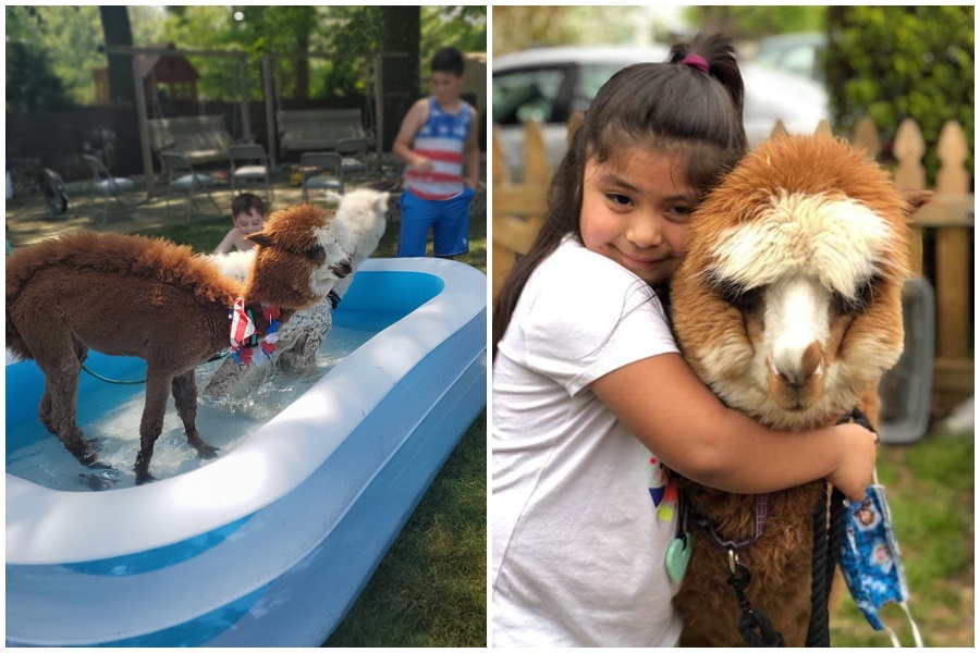 美國維吉尼亞州最近出現外送羊駝的服務。(翻攝自My Pet Alpaca臉書)