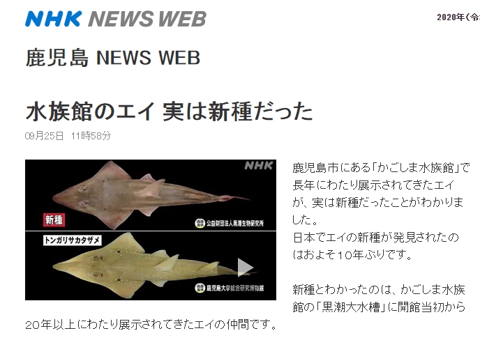 新物種看起來像是戴著三角布的鬼魂,所以被命名為「モノノケトンガリサカタザメ」(暫譯:妖怪及達尖犁頭鰩)。(翻攝自NHK)