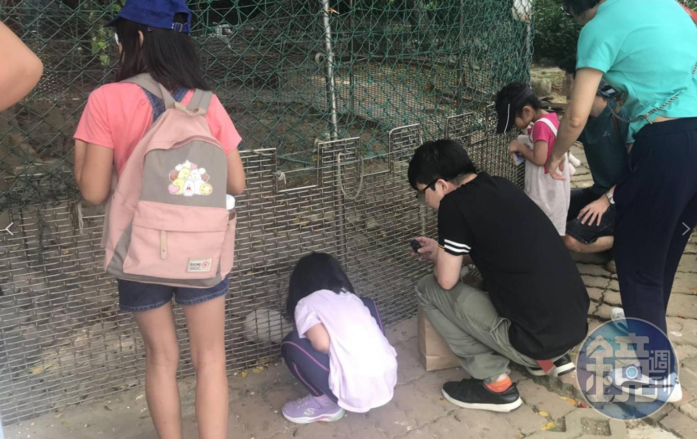 中壢「羊世界牧場」內有圈養兔子供遊客餵食,日前卻發生男童遭攻擊的意外。(非當事人/讀者提供)