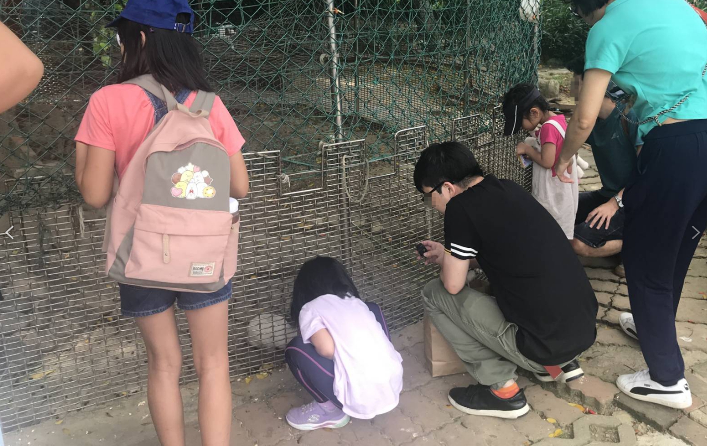 中壢「羊世界牧場」內有圈養兔子供遊客餵食，日前卻發生男童遭攻擊的意外。（非當事人／讀者提供）