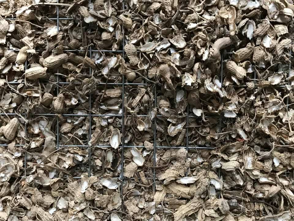 避免老鼠挖地洞摸走小雞的鐵絲網。（凱馨提供）