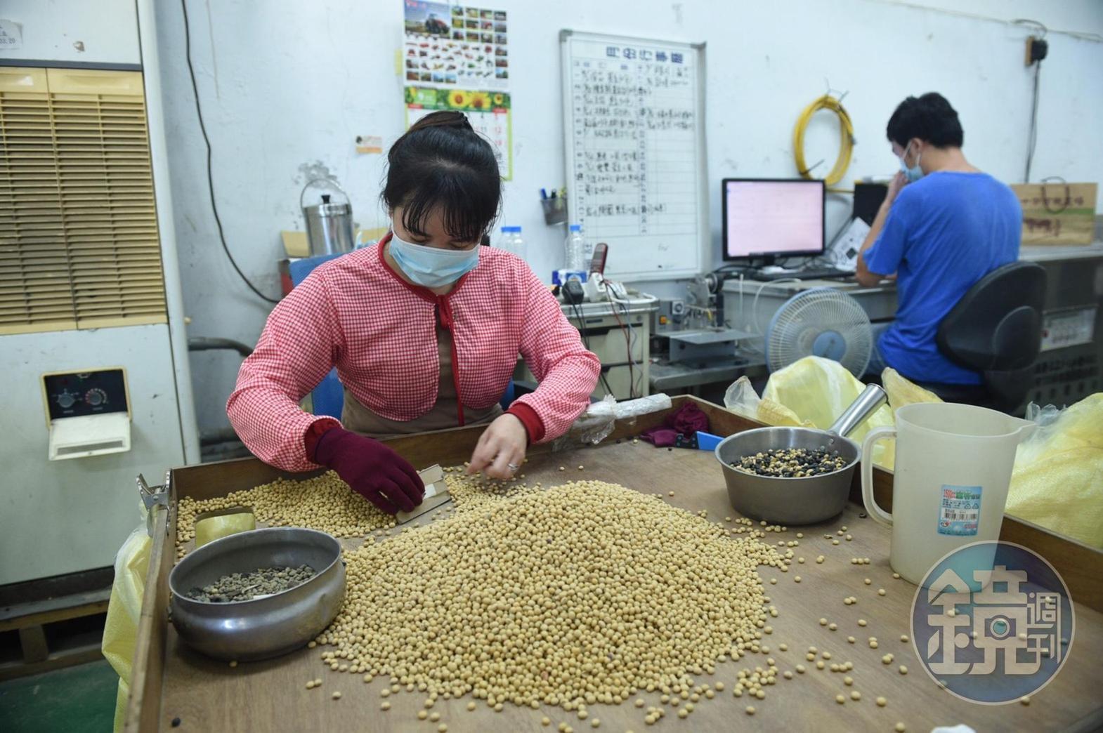 蔡一宏的分裝廠裡,員工挑選出的格外品,將成為帕修斯雞的伙食。