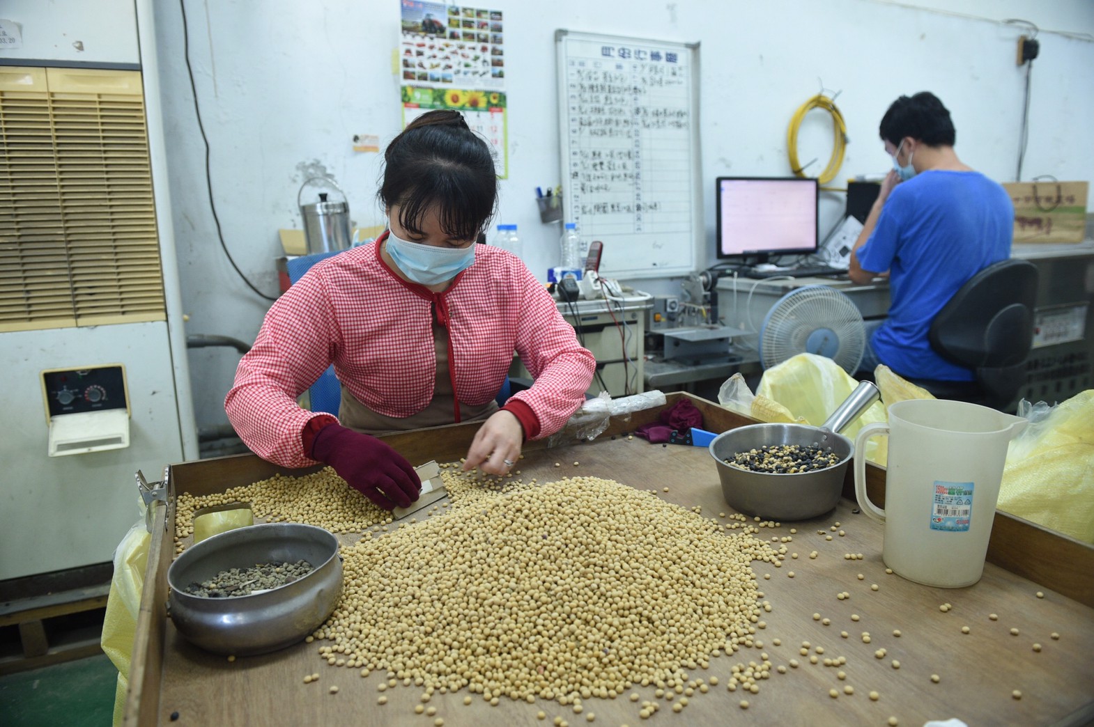 蔡一宏的分裝廠裡，員工挑選出的格外品，將成為帕修斯雞的伙食。