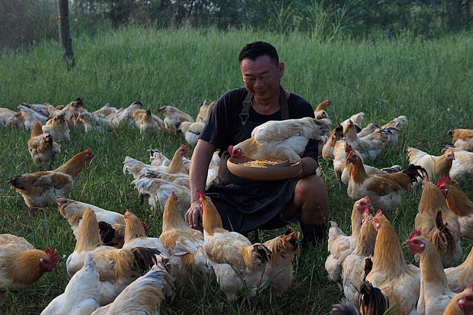 台灣最高貴土雞「帕修斯雞」身價萬元，是凱馨實業投入多年成果，希望打造台灣版的布列斯雞精品食材。