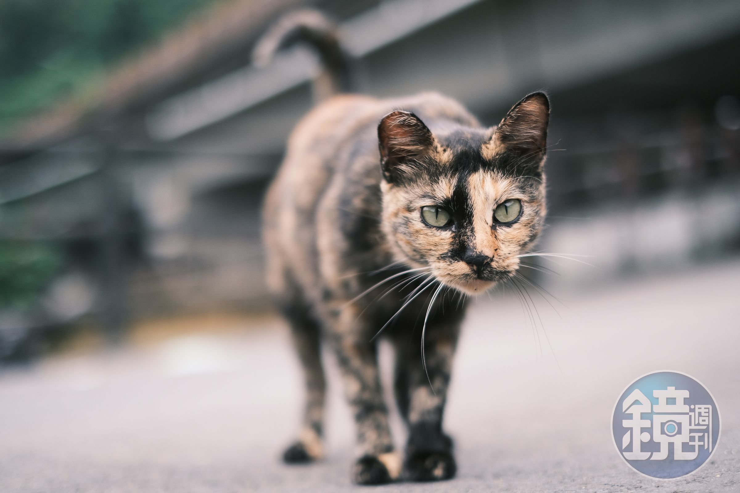 三貂嶺就在猴硐附近，一個屬於貓咪的世外桃源，隨處可看到野貓走動。