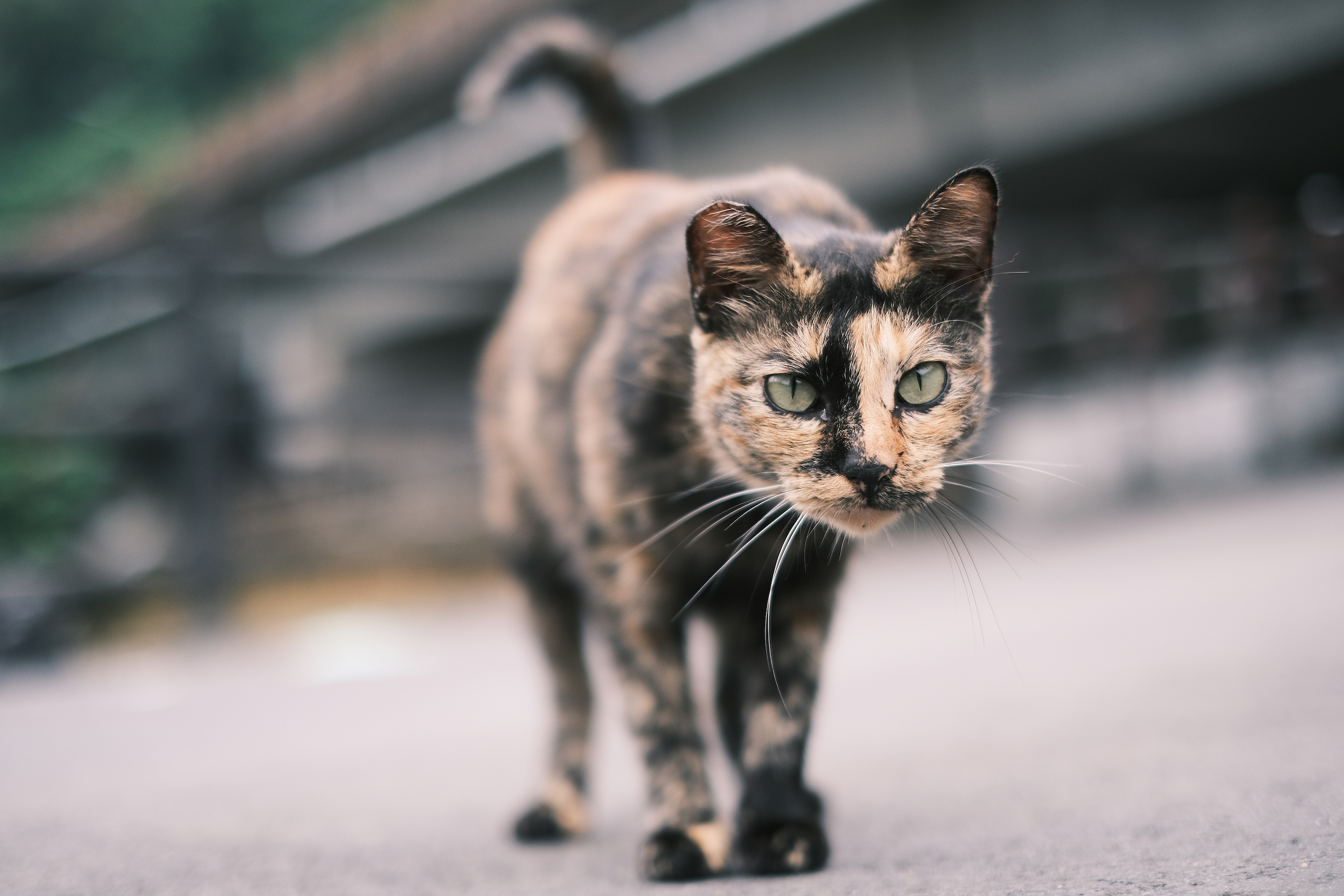 三貂嶺就在猴硐附近，一個屬於貓咪的世外桃源，隨處可看到野貓走動。