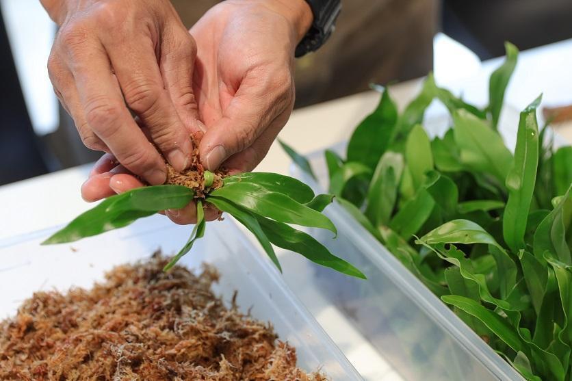 每個都可以自己帶一株喜歡的植物回家。