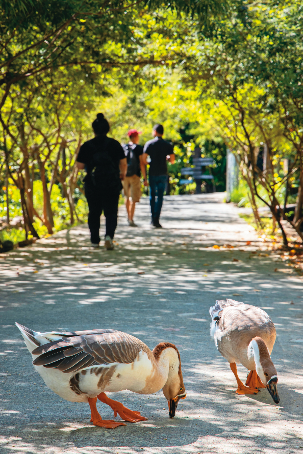農場養殖的鵝，不時會出沒於道路上歡迎遊客。