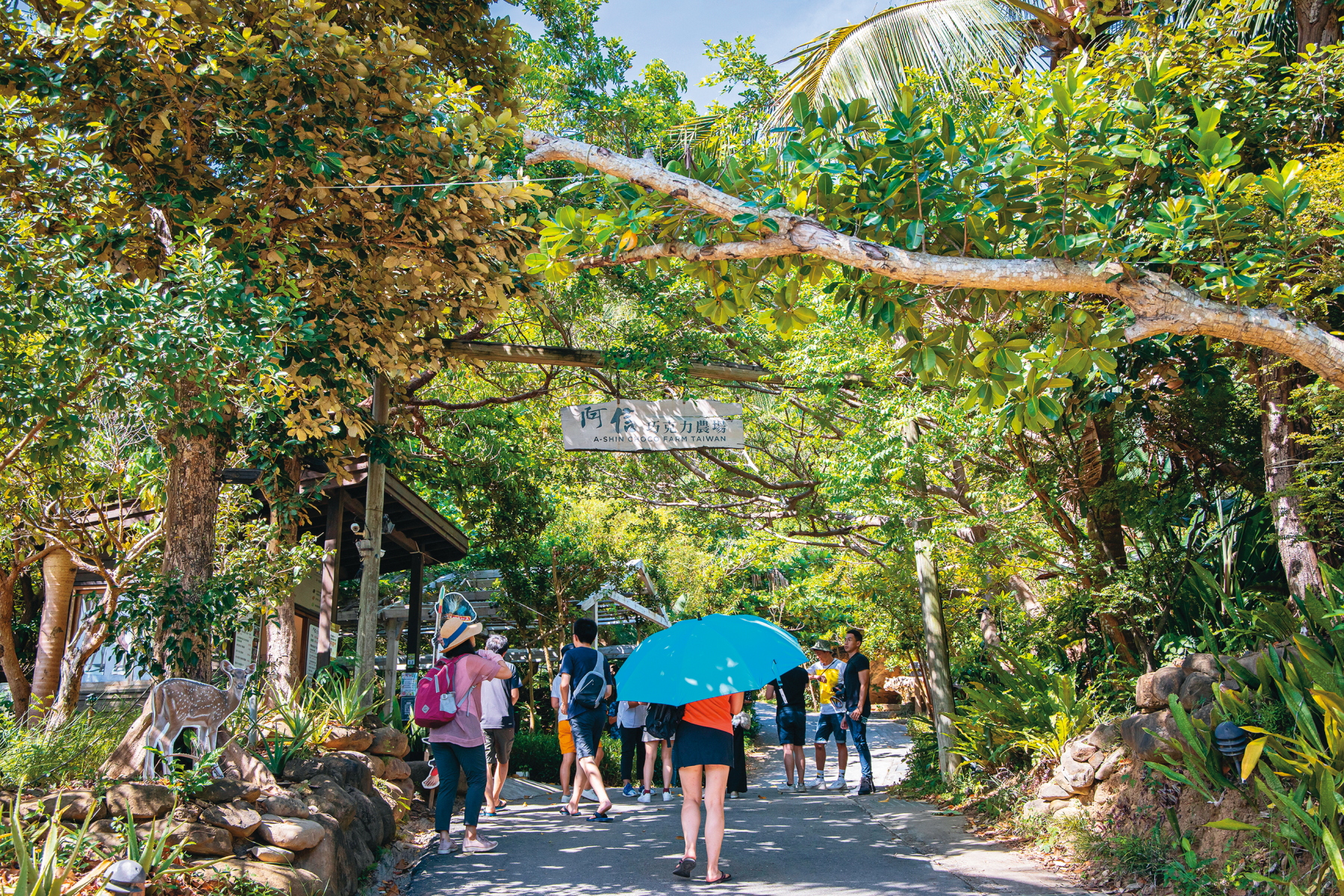 阿信大道上兩旁綠樹成蔭，拍照起來就像是走進一座植物園。