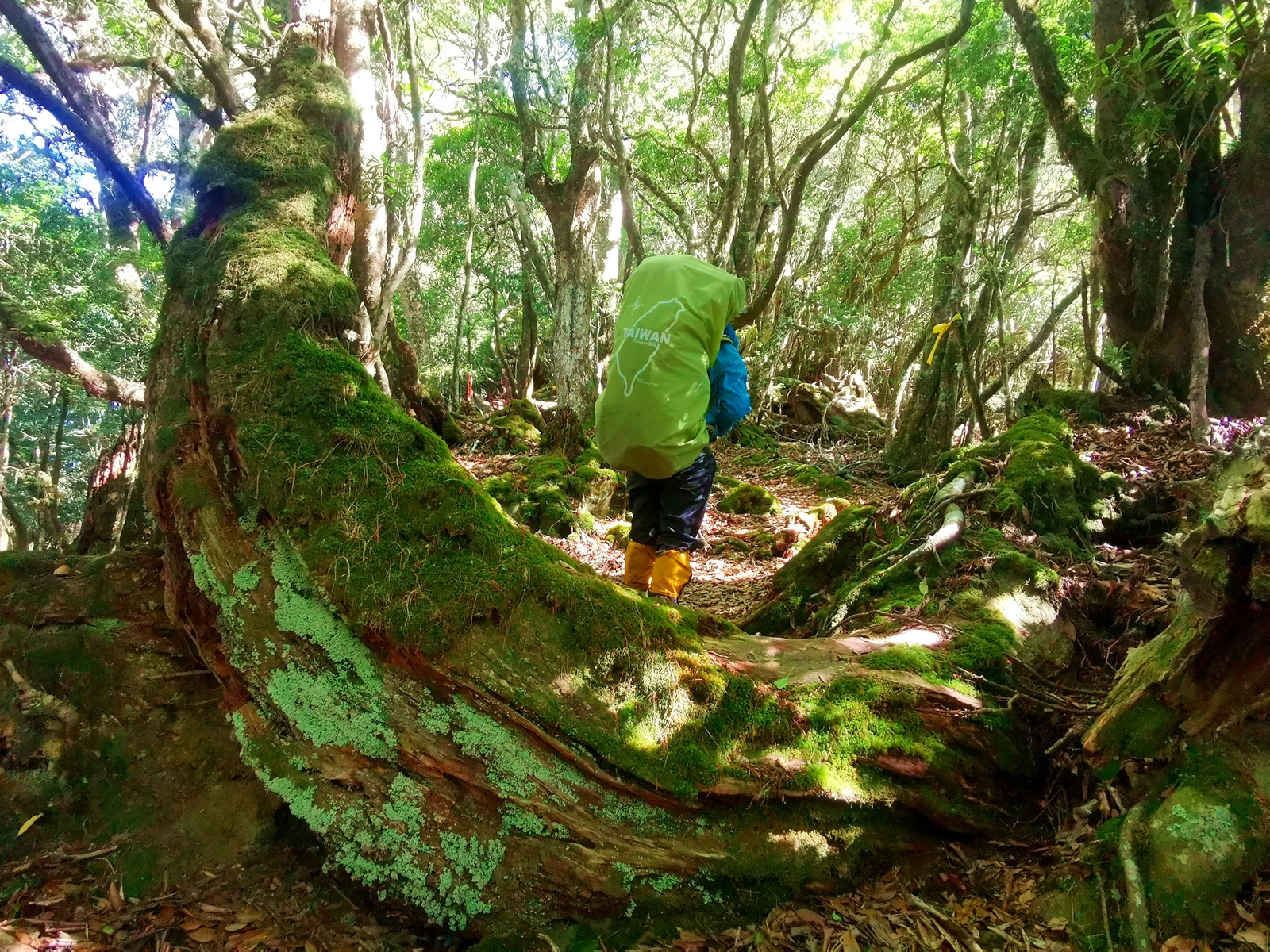 研海林道已是原始森林的模樣。