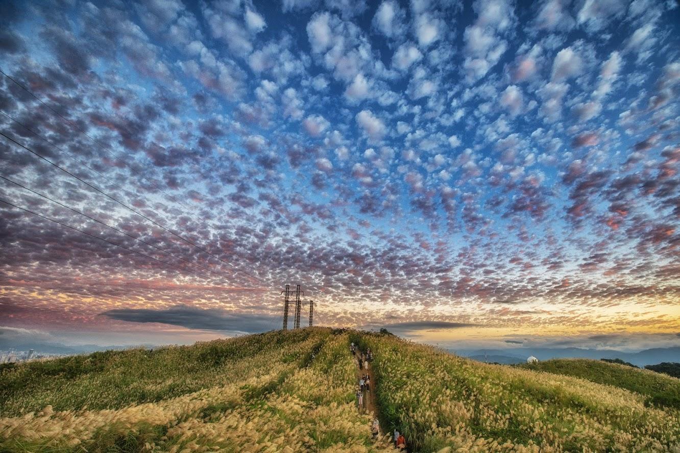 中秋佳節新北推出5條適合賞月、賞景的路線,圖為樹林三角埔頂山的芒花盛開。(新北市觀旅局提供)