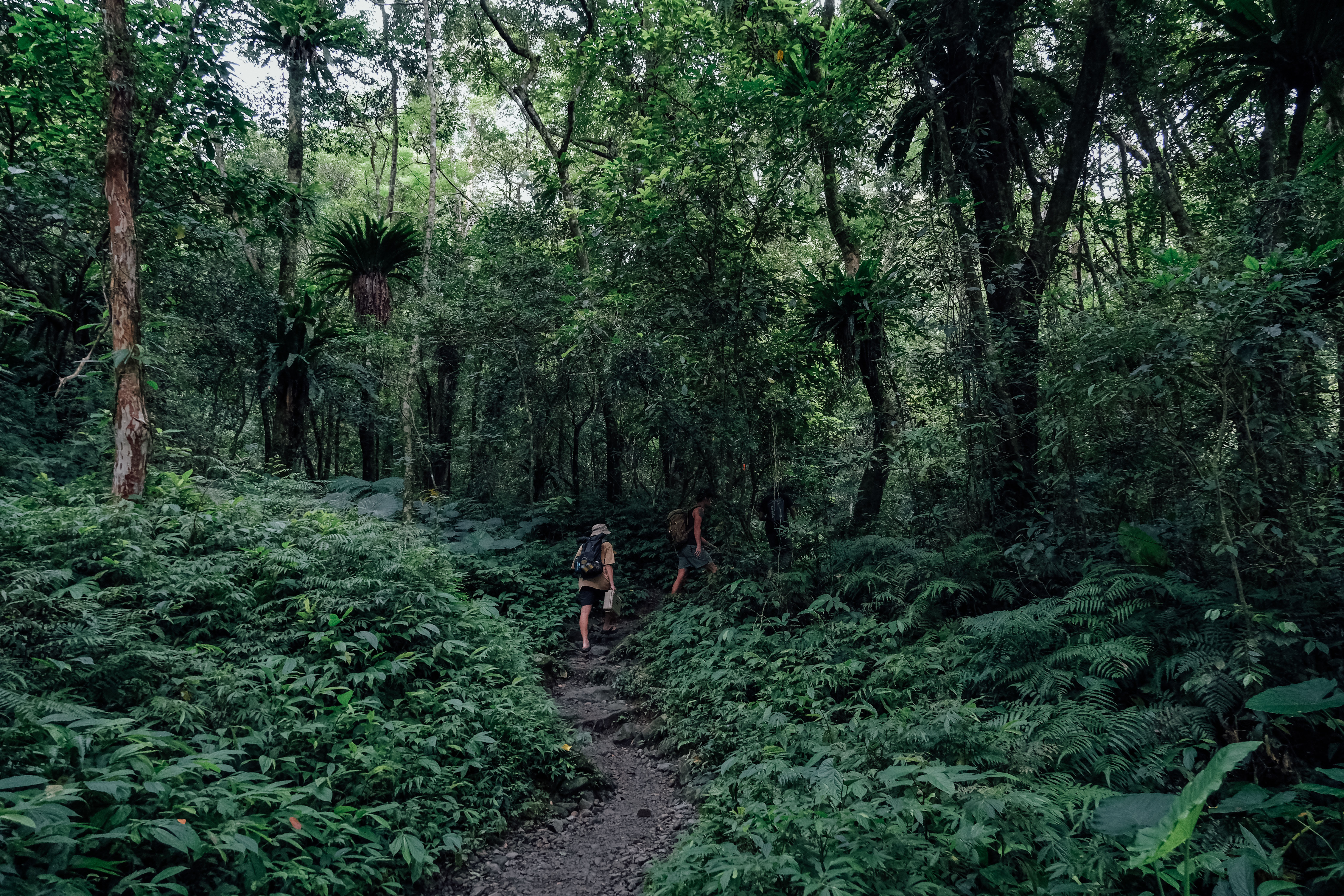 步道平緩，林相蒼蒼鬱鬱，很適合親子來踏青。