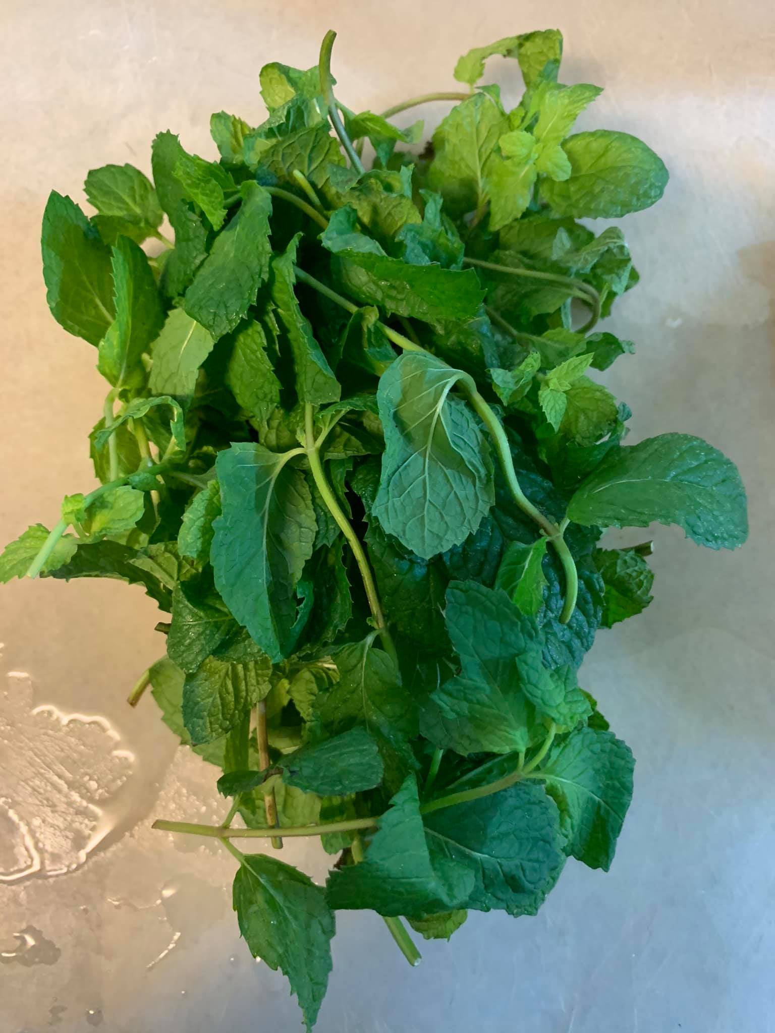 公司陽台採收的薄荷葉。