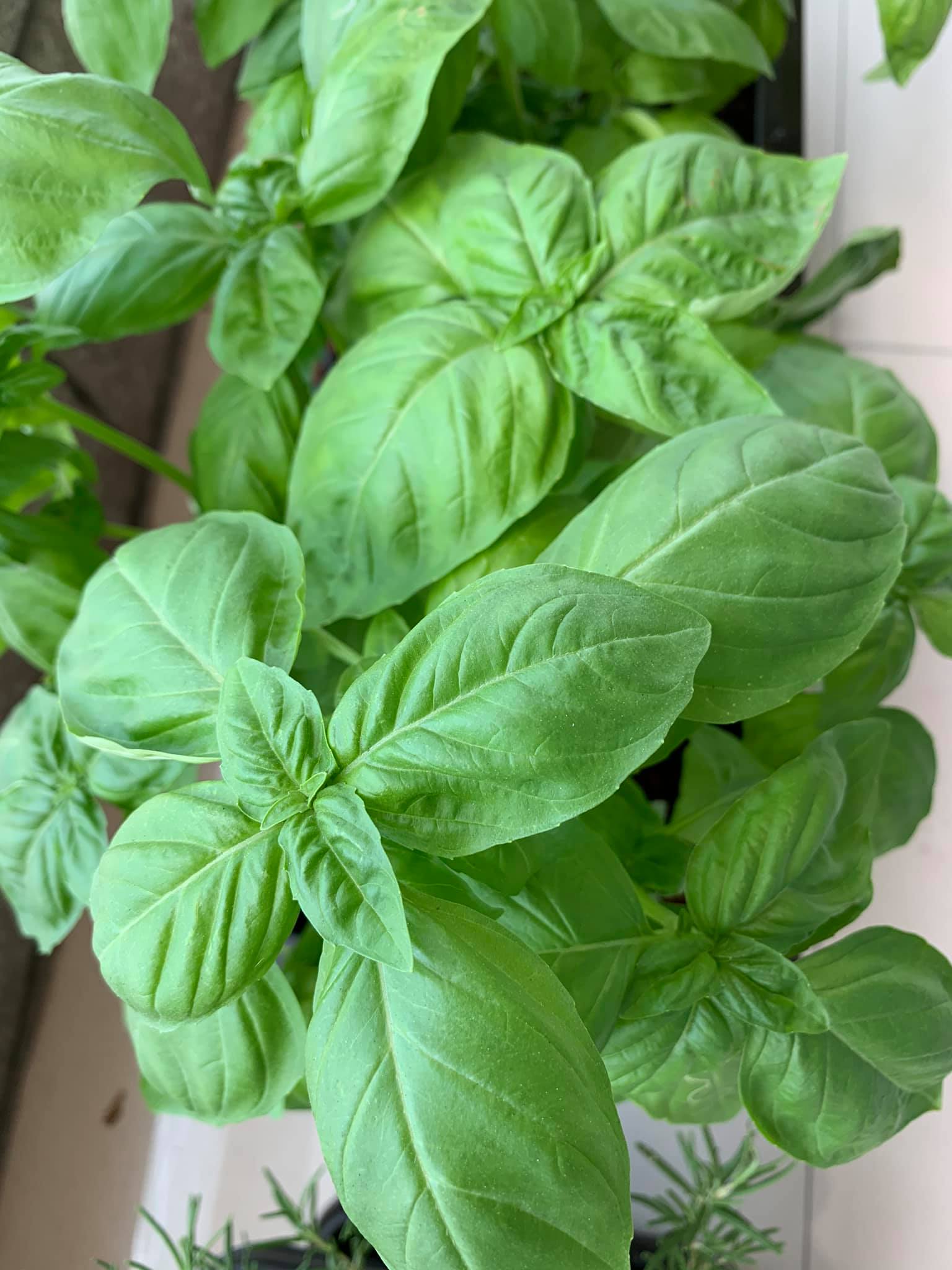 長得超級茂盛。