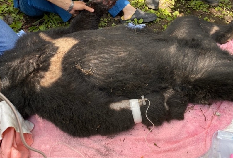 又傳台灣黑熊誤觸陷阱的事件，保育團體呼籲政府正視野生動物的保護問題。（東勢林管局）