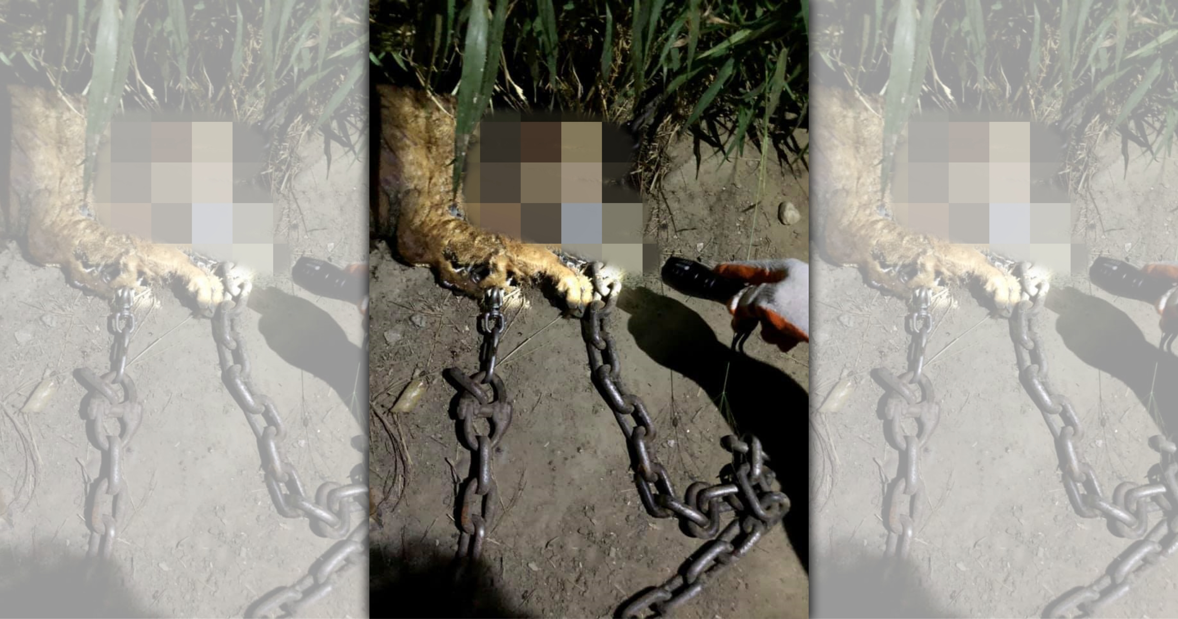 苗栗縣公館鄉一片私人土地發現疑似遭虐死的狗屍。(翻攝自鄭姓動保人士臉書)