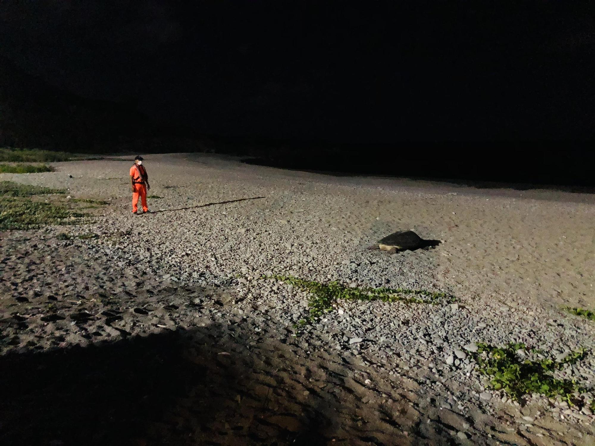 蘭嶼紅頭嶼沙灘昨（4日）晚發現一隻綠蠵龜上岸產卵，海巡人員獲報後前往戒護，暖心守護海龜媽媽產卵返回大海。（海巡署提供）