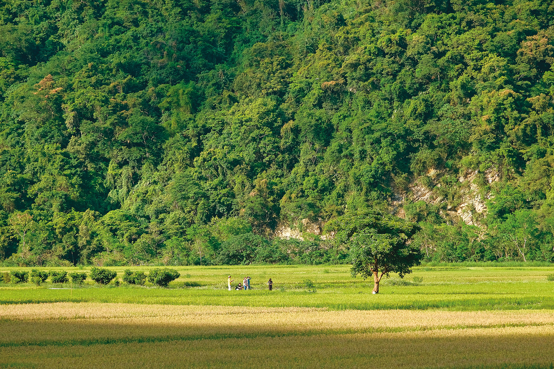 南安遊客中心旁的綠油油稻田裡，有一棵隱藏版的「南安金城武樹」。