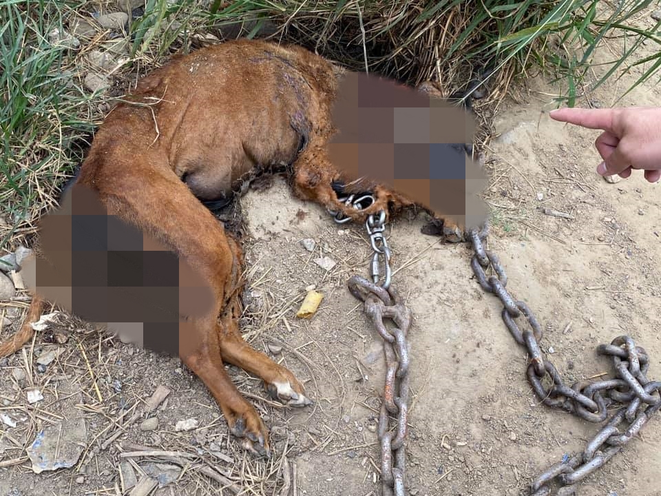 苗栗縣公館鄉某工寮爆出虐狗事件，現場發現繫著鐵鍊死亡多時的大狗。（翻攝自曾玟學臉書）