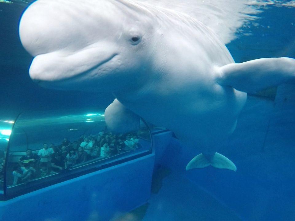 小白鯨是屏東海生館的明星動物。（翻攝自屏東國立海洋生物博物館粉絲專頁）