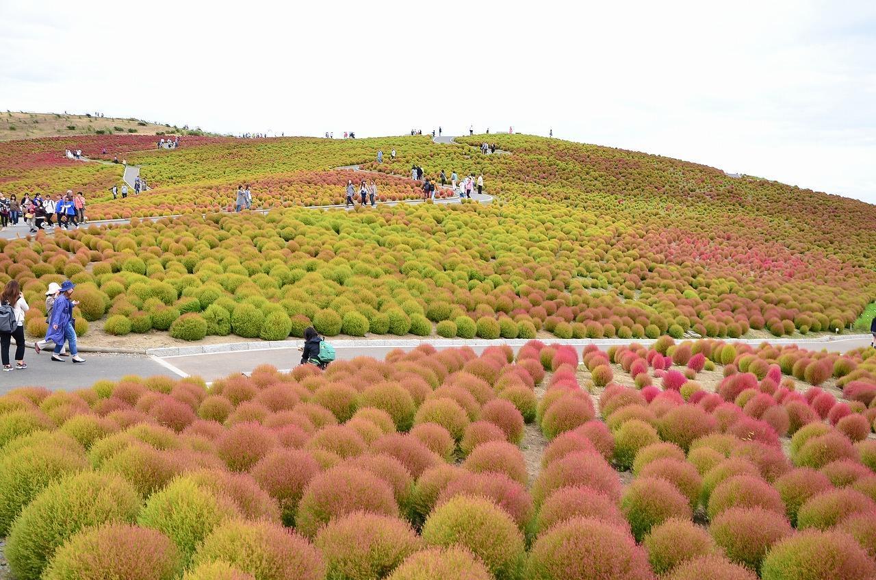 因為外型圓滾滾而被稱為「波波草」的掃帚草，已經逐漸轉紅。（日本茨城縣提供）