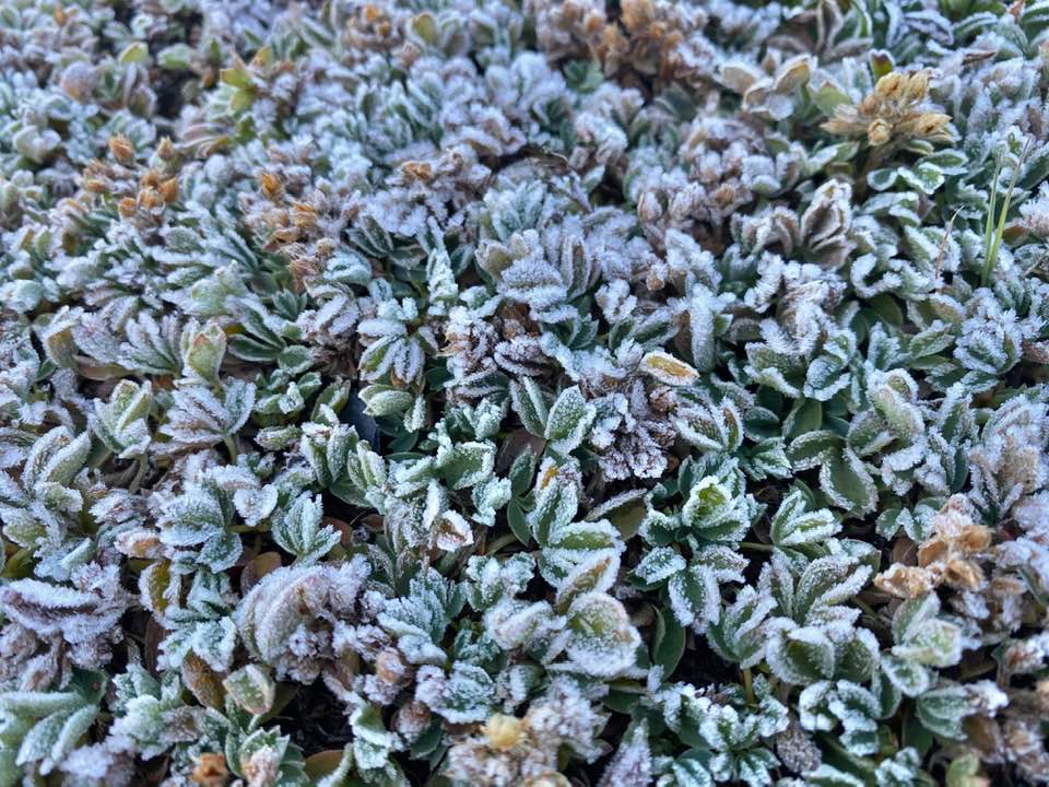 寒露到，玉山北峰結霜了。（翻攝自鄭明典臉書，玉山氣象站李正紀提供）