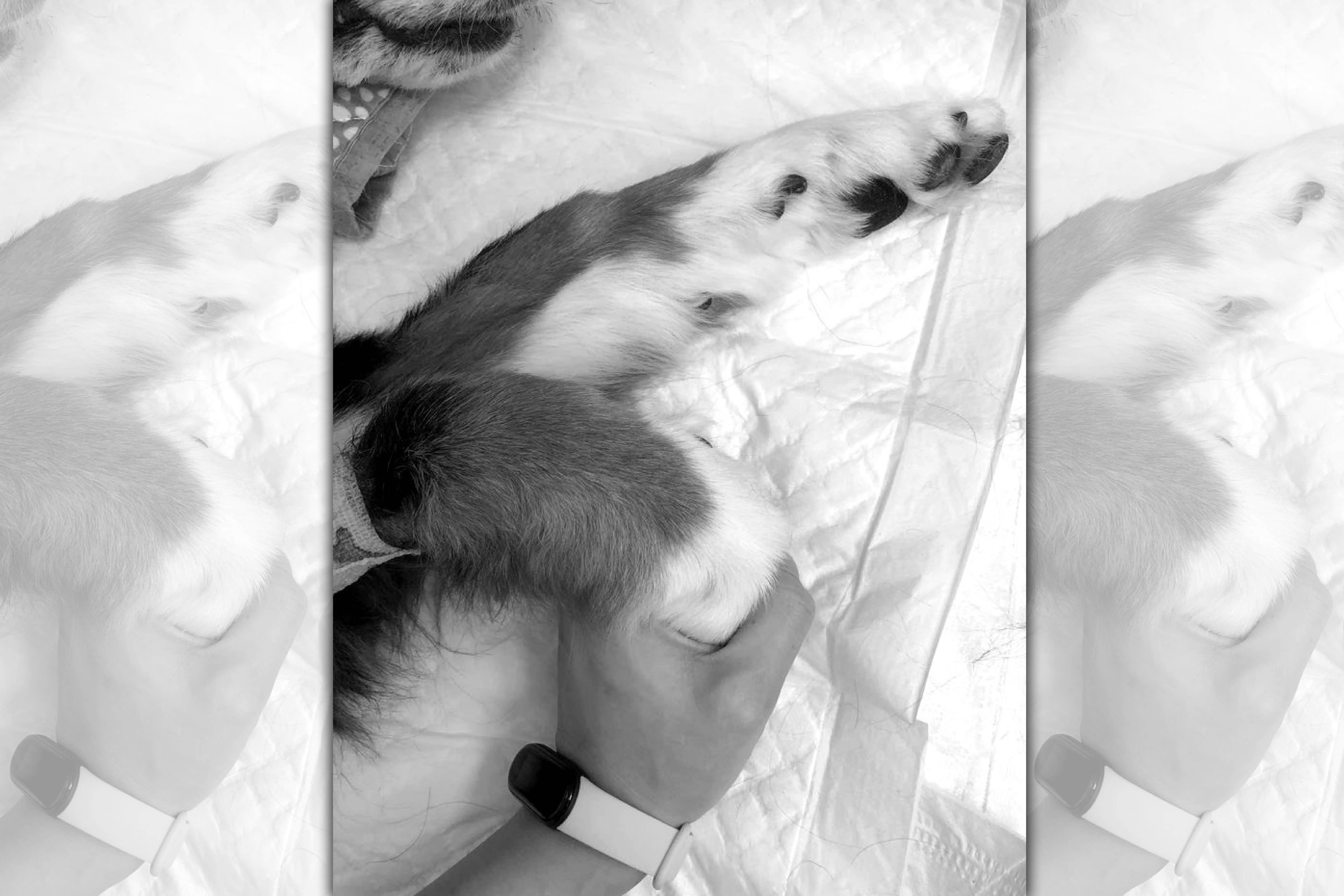 毛小孩因吃了8顆鳳凰酥,造成胰臟炎引起多重器官衰竭,不幸過世。(翻攝自關心羚 獸醫師臉書)