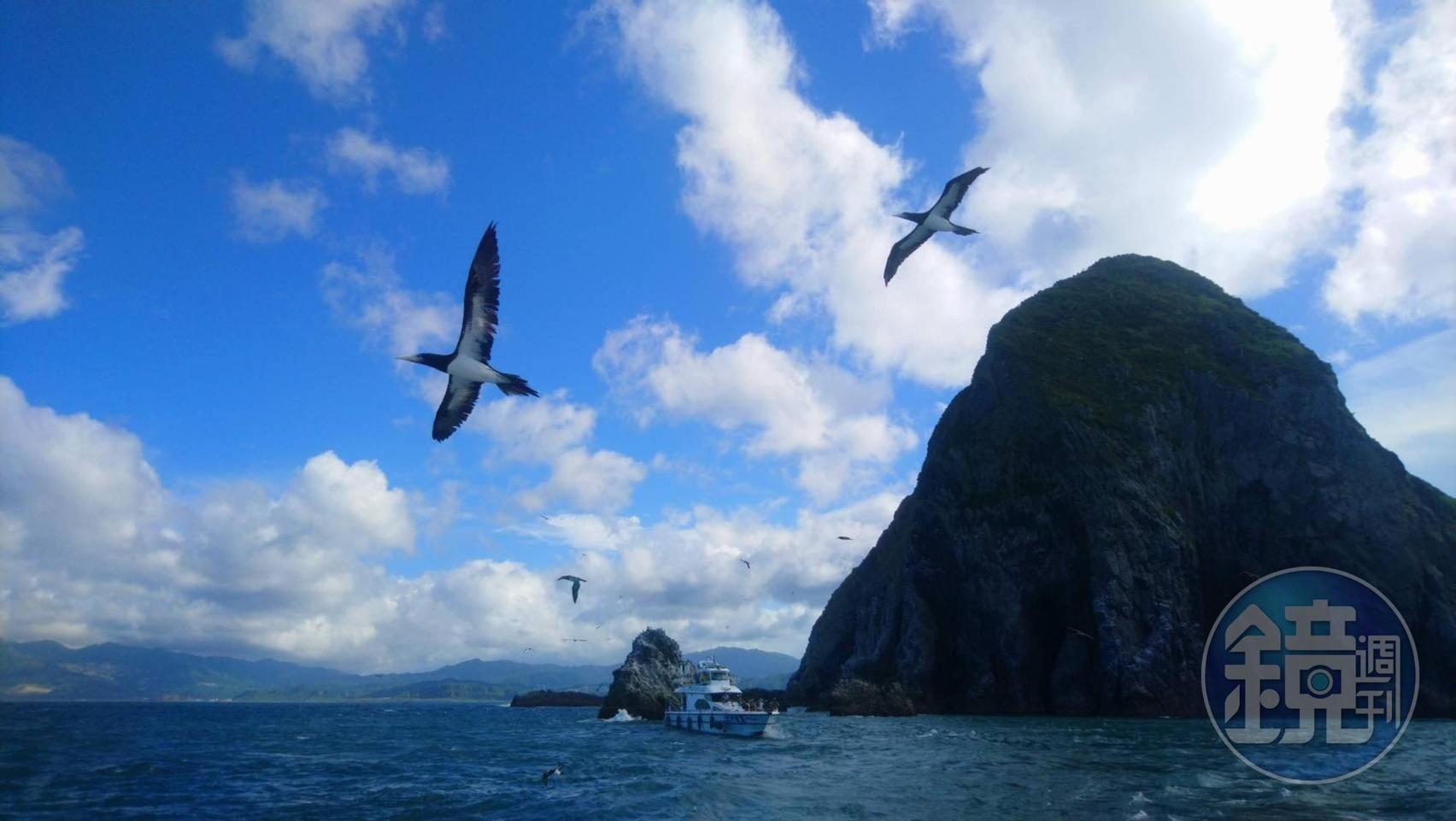 白腹鰹鳥翱翔在島嶼與天際間。